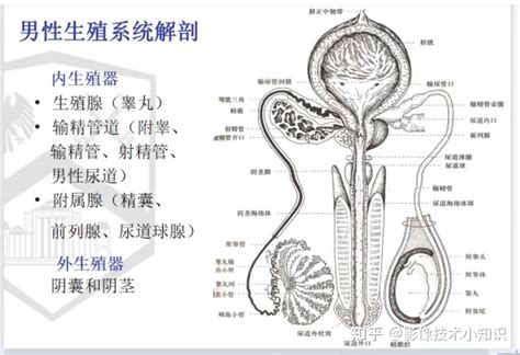 男人的下體|人體解剖學/男性生殖器